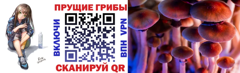 Псилоцибиновые грибы Cubensis  Коммунар 