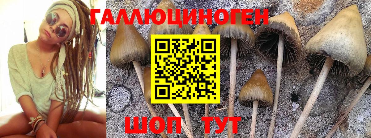 Псилоцибиновые грибы GOLDEN TEACHER Коммунар
